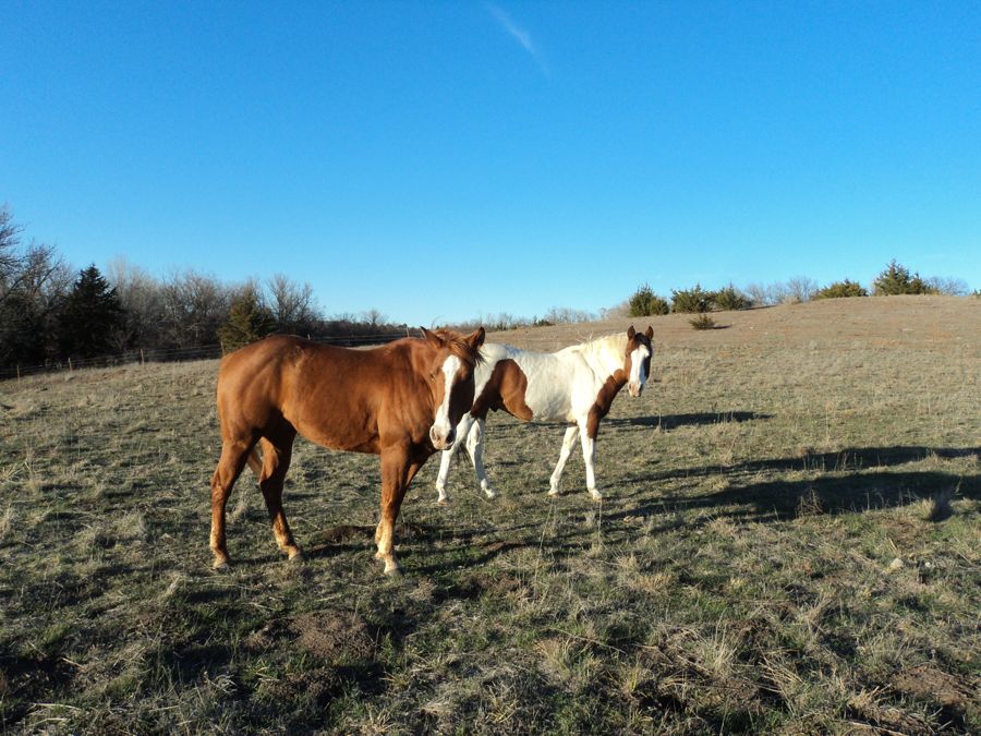 horses, paint horse, ranch life