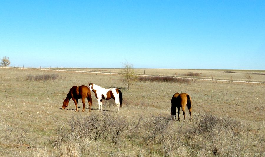 horses, ranch life