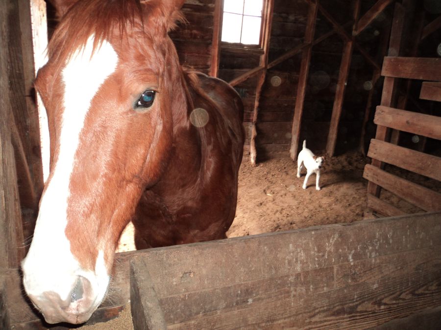 horse, dog, barn