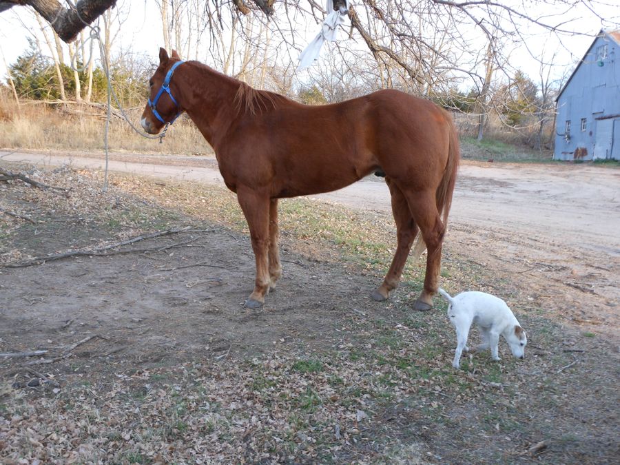 horse, dogs 