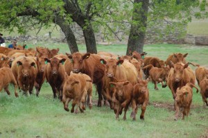 Red Angus cows